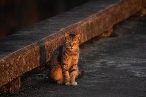 uma Castanho gato sentado e manhã luz solar foto