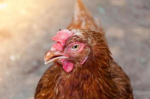 mãe galinha galinha em uma fazenda na natureza foto