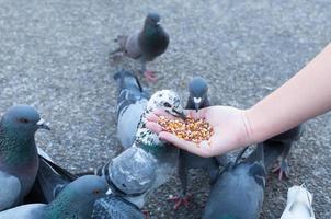 pombo comendo da mão da mulher no parque, alimentando pombos no parque durante o dia foto