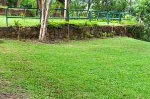 lindo verde paisagismo com verde tropical parque panorama plantas dentro a ásia jardim foto