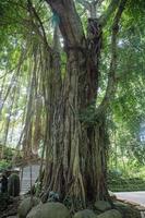 árvore dentro a sagrado macaco floresta dentro ubud. foto