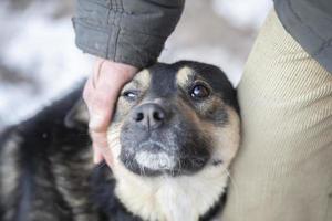 a mão acaricia o cachorro com olhos tristes. foto