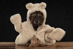 engraçado pequeno cachorro yorkshire terrier dentro pele roupas elevado dele pata acima. cachorro humor. foto