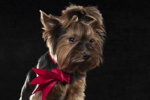 yorkie terrier dentro a estúdio em uma Preto fundo. encantador cachorro com uma lindo pedigree casaco e uma vermelho arco. foto