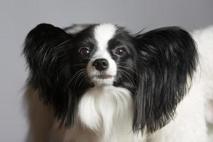 papillon cachorro olhando às a Câmera. foto