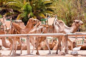 grupo de camelos foto