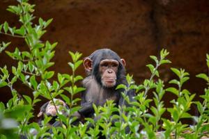 chimpanzés às a jardim zoológico foto