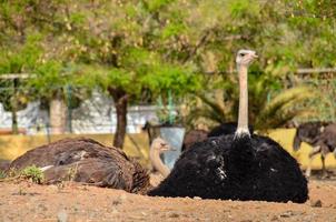 avestruzes dentro a jardim zoológico foto