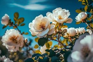 branco arbusto rosas em uma fundo do azul céu dentro a luz solar. lindo Primavera ou verão floral fundo foto