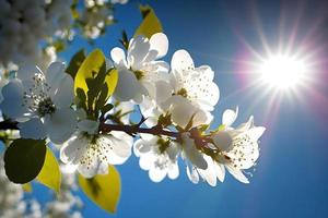 fotos Primavera florescendo - branco flores e luz solar dentro a céu, fotografia