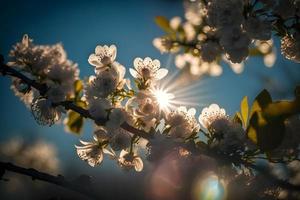 fotos Primavera florescendo - branco flores e luz solar dentro a céu, fotografia