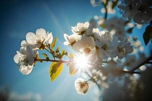 fotos Primavera florescendo - branco flores e luz solar dentro a céu, fotografia