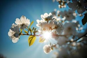 fotos Primavera florescendo - branco flores e luz solar dentro a céu, fotografia