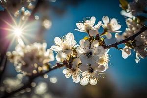 fotos Primavera florescendo - branco flores e luz solar dentro a céu, fotografia