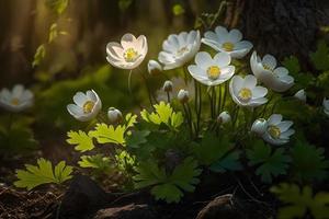 lindo branco flores do anêmonas dentro Primavera dentro uma floresta fechar acima dentro luz solar dentro natureza. Primavera floresta panorama com floração prímulas foto