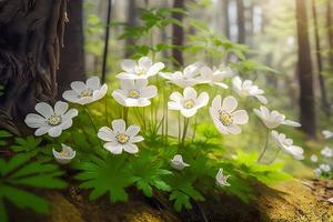 lindo branco flores do anêmonas dentro Primavera dentro uma floresta fechar acima dentro luz solar dentro natureza. Primavera floresta panorama com floração prímulas foto