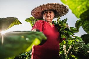 agricultora trabalhando agricultura em campos de tabaco foto