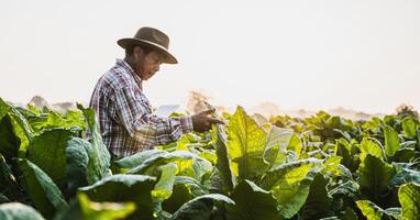 agricultor sênior asiático trabalhando na plantação de tabaco foto