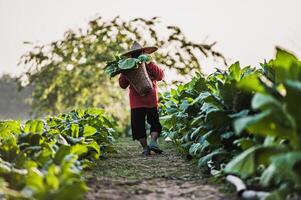 agricultora trabalhando agricultura em campos de tabaco foto