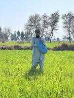 Paquistão agricultor espalhando fertilizante dentro a agricultura campo foto