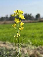 amarelo colza dentro a campo, colza floração. colza cultivo foto