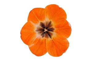 4544 laranja flor isolado em uma transparente fundo foto