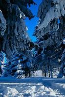 inverno coberto de neve Natal cena com uma pinho árvore. abeto ampla galhos coberto com geada. calma borrado fundo do inverno Tempo com flocos do neve. foto