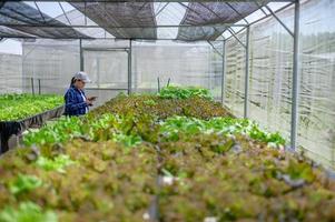 agricultor mulher carinhoso hidroponia vegetal trama, orgânico legumes foto