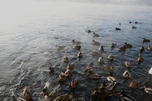 borrão, borrado fundo. patos dentro inverno. patos em a rio, inverno, gelado dia. foto