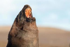 retrato de foca de leão-marinho masculino na praia foto