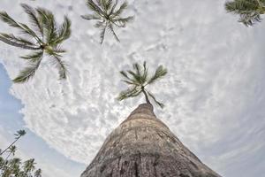 coco Palma árvore em tropical branco areia de praia foto