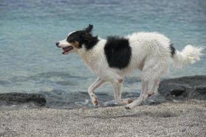 cachorros brincando na praia foto