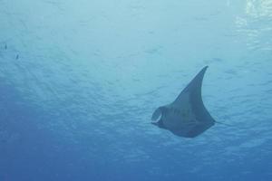 uma manta no mar azul profundo foto