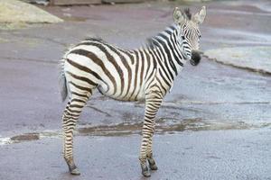 jovem zebra cachorro foto