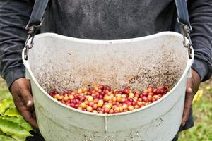 sementes de café maduras kona havaí foto