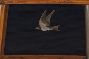 uma rápido andorinha pássaro a partir de África vôo sobre a janela dentro a Preto fundo foto