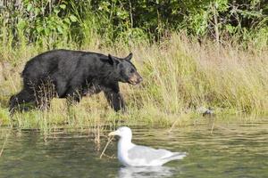 urso preto no alasca foto