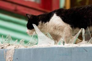 gato pulando dentro la boca pintado casa dentro Buenos aires foto