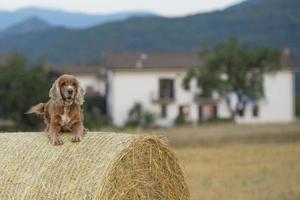 cão cocker spaniel olhando para você foto