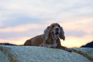 cachorro cocker spaniel olhando para você ao pôr do sol foto