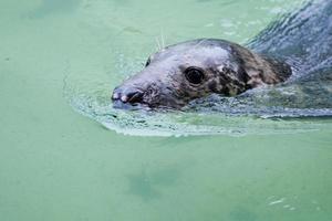uma foca enquanto nadava foto