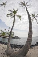 coco Palma árvore em tropical branco areia de praia foto