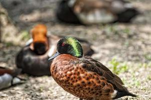 pato selvagem isolado enquanto olha para você no fundo verde foto