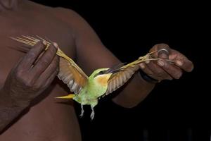 uma abelha comedor pássaro a partir de África segurado de uma Preto homem dentro a noite foto