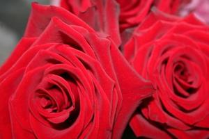 Sombrio vermelho rosas fundo com luminoso bokeh e abstrakt corações amor conceito para dia dos namorados dia e casamento. espaço para texto e Projeto. foto