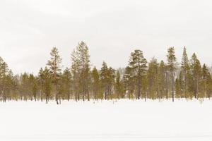 lindo panorama com uma floresta e neve queda baixa foto