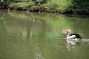 lindos pelicanos nadando no lago. foto