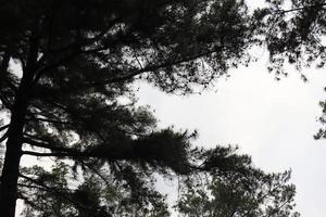 legal e fresco natural cenário com árvores durante a dia pijar jardim foto