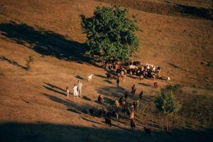 uma família com um rebanho de ovelhas em um prado foto