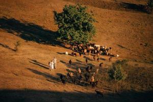 uma família com um rebanho de ovelhas em um prado foto